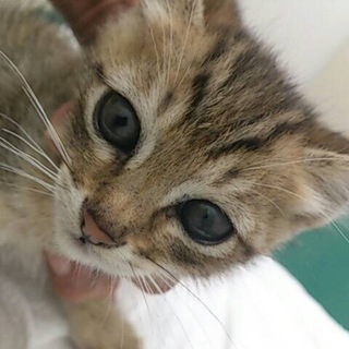 キジトラ男の子☆プリッツくん