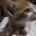 かわいい茶トラくんです