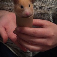 きなこ