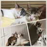 うなぎ＆うずら とても仲良しです(*^^*)