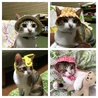 うずら 被り物コレクション