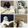 うなぎ 被り物コレクション