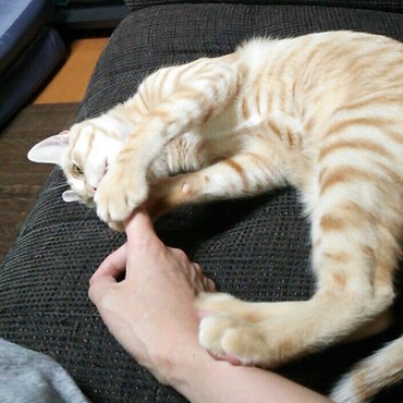 あまがみ特訓中！イタイ！って言うと止めてくれます♪