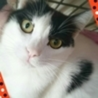 【5/22東日本橋譲渡会】シャイなあんちくしょう！