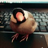うちのおまんじゅう