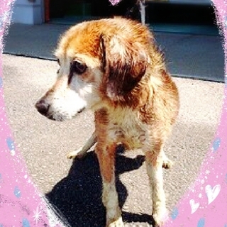 里親様が決まりました　ありがとうございました