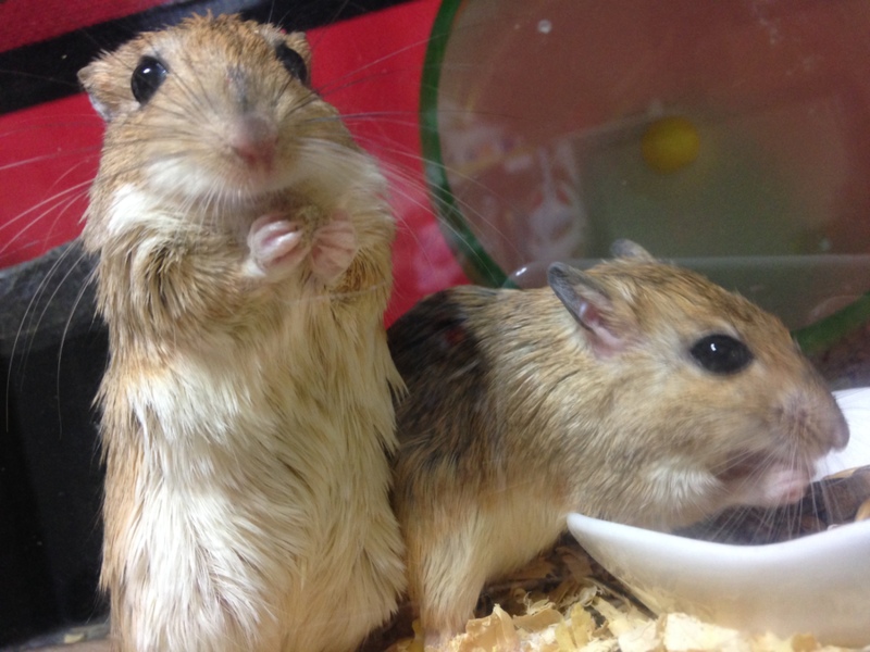 オオスナネズミのペア サムネイル2