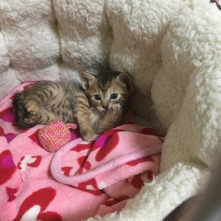 小さな姫の若葉ちゃん