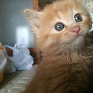 甘えん坊な茶トラくん♪里親募集☆