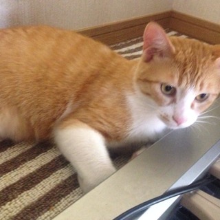 甘えん坊でどんな猫とも相性が良い茶白猫