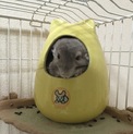 2歳チンチラ  決まりました(*´꒳`*)