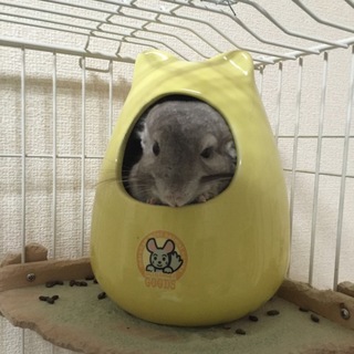 2歳チンチラ  決まりました(*´꒳`*)