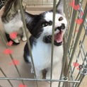すぐに膝に乗る甘えっ子です