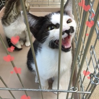 すぐに膝に乗る甘えっ子です