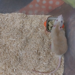 新しいお家が見つかりました(*^^*)