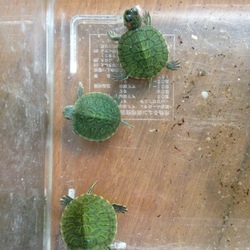 新しい家族(*´∀｀*)