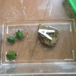 「新しい家族(*´∀｀*)」サムネイル2