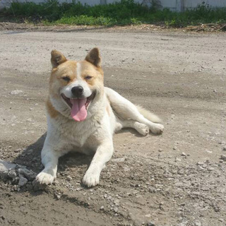 大きい顔がかわいい♡ごんたくん！厳ついけど優しいよ