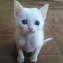 生後４０日の真っ白子猫