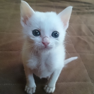 生後４０日の真っ白子猫