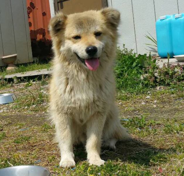 モコは天国へ旅立ちました。」茨城県 - 犬の里親募集(106843