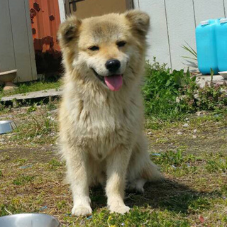 モコは天国へ旅立ちました。