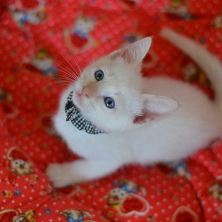 ブルーアイ美男＜しゅう＞