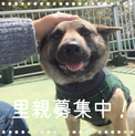 とっても良い子です＊中型犬雑種2歳女の子