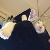 SleepingCatさん