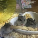 ジャンガリアンハムスターの里親さん募集