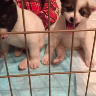保健所保護犬 里親募集