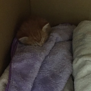 初日の様子。寝てる。