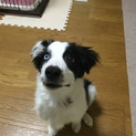 里親募集中です！