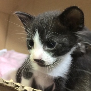 ハチワレの子猫の里親様を探しております