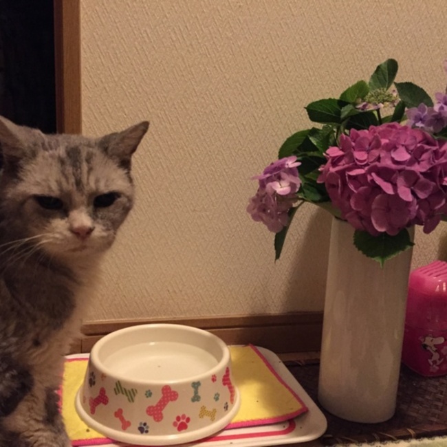 ミソマユのカバー写真