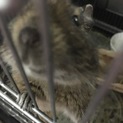 4匹のデグーの里親さん募集中
