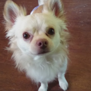 ビビりだけど甘えたさんのチワワさん