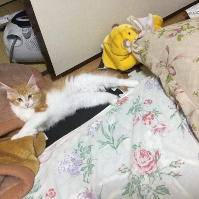 渚心陽のカバー写真