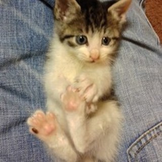 【5/22東日本橋譲渡会】おっとりからしちゃん♪