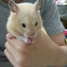 手の上で餌食べてます！