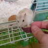 イエロージャンガリアン♂