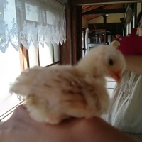 ピー