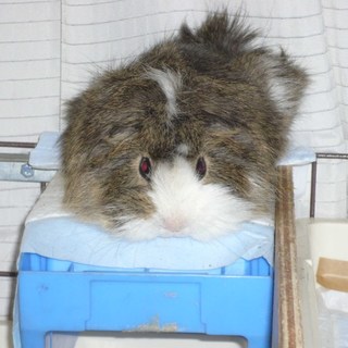 アビシニアン モルモット