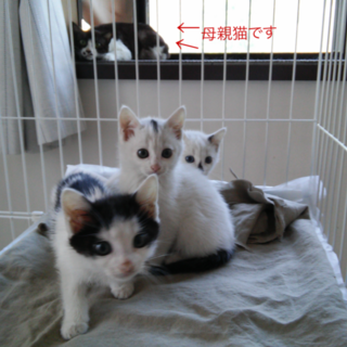 げんきな子猫３匹、お母さん