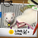 フェレットの里親再募集