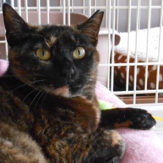 表情豊か、変幻自在のあずきです。