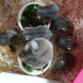 ジャンガリアン♪