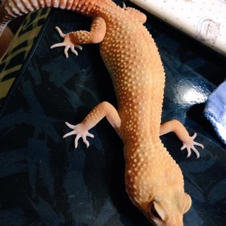 多数応募ありがとうございました。