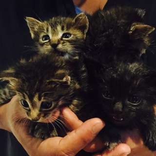 オスの子猫4匹(シマ、クロ)里親募集❤︎