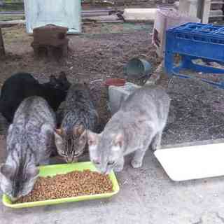 « 避妊した子います»保護したねこたちです。